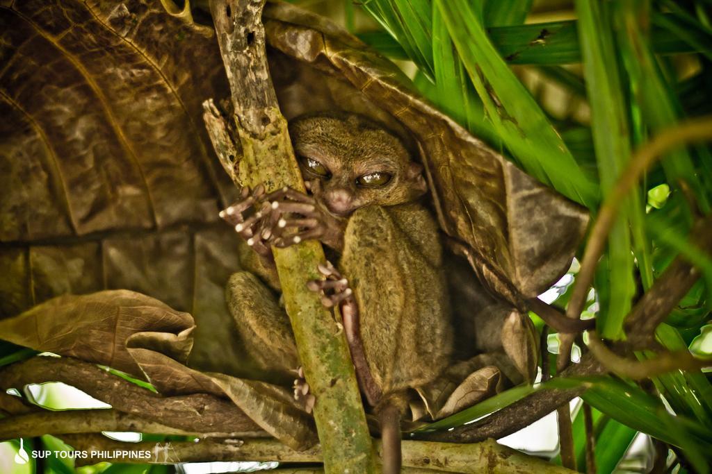 Fox & The Firefly Loboc